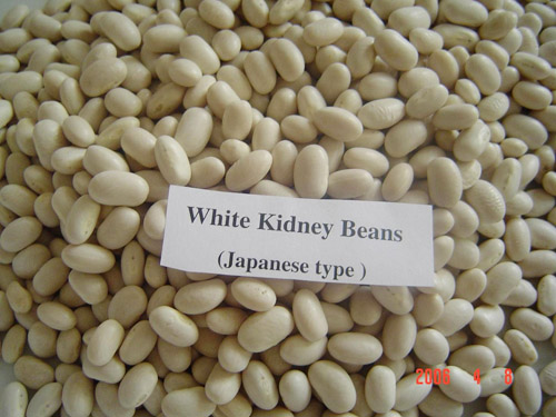 日本白芸豆